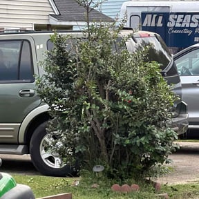 Bush Trimming by Muhammad Lawn Care Services reviewed on August 11, 2025