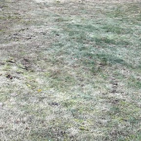 Leaf Removal by Yard doctor and More reviewed on September 5, 2021
