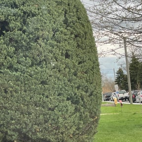 Bush Trimming by J&S Landscaping reviewed on June 17, 2022