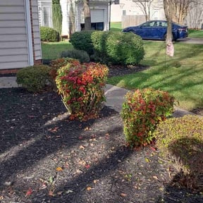 Bush Trimming by R and L services reviewed on June 12, 2019