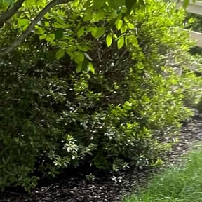 Bush Trimming by FRL Landscaping reviewed on October 9, 2024