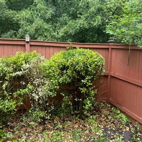 Bush Trimming by Lindsay’s lawncare reviewed on August 12, 2021