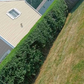 Bush Trimming by Damascus Home Properties reviewed on July 12, 2022