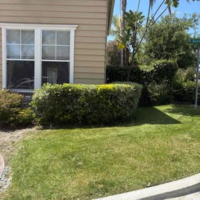 Bush Trimming by Mount Zion Landscaping and Maintenance reviewed on June 24, 2022
