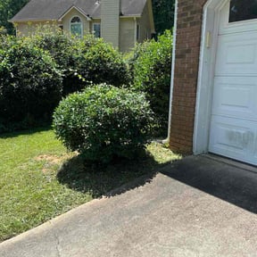 Bush Trimming by Adlena Ware reviewed on July 8, 2022