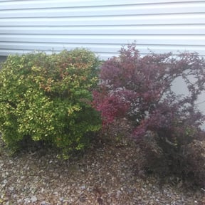 Bush Trimming by Byers Lawn reviewed on May 27, 2022