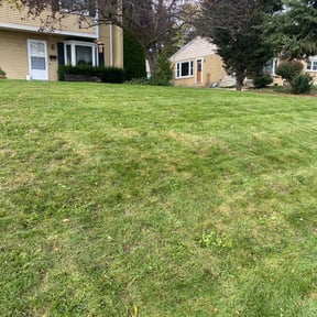 Leaf Removal by Finns landscaping reviewed on November 18, 2024