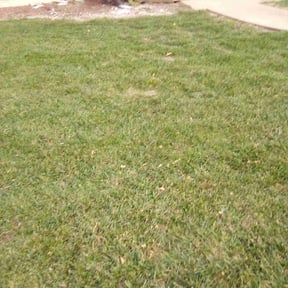 Leaf Removal by Black horse reviewed on May 28, 2022