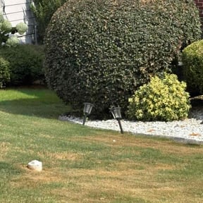 Bush Trimming by United cleaning and landscaping  reviewed on July 25, 2022