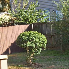 Bush Trimming by A&T Mobile Detailing and Home Renovation reviewed on April 11, 2025