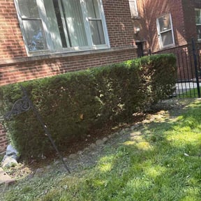 Bush Trimming by Dabney's landscaping and property preservation llc reviewed on May 25, 2025