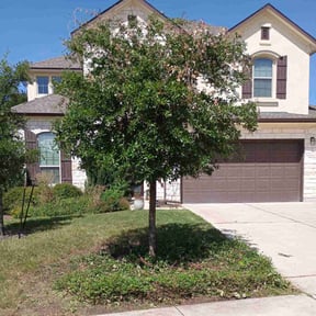 Bush Trimming by LSLTAustin/SanAntonioEmerald reviewed on June 24, 2025