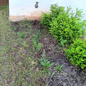 Flower Bed Weeding by Tex Star property services reviewed on May 4, 2022