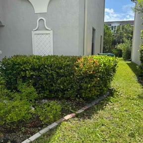 Bush Trimming by Plants of paradise reviewed on July 24, 2022