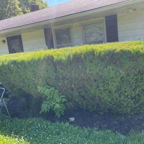 Bush Trimming by MLS Investment Group reviewed on May 23, 2021