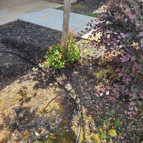 Landscaping by Manny los Lawn Care Services reviewed on December 10, 2024