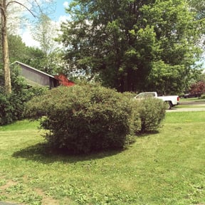 Bush Trimming by CnA Lawn and landscape reviewed on April 22, 2022