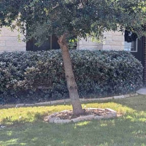 Bush Trimming by F.H PRO LLC Landscape reviewed on April 24, 2022
