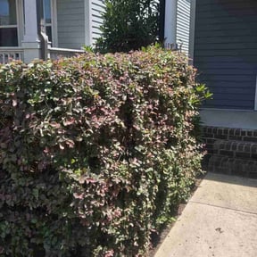 Bush Trimming by SK Services reviewed on June 6, 2022