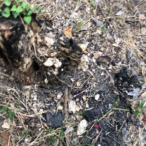 Flower Bed Weeding by Kenny’s Lawn Care LLC reviewed on March 24, 2025