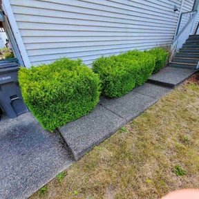 Bush Trimming by Undercut Lawn Care reviewed on August 13, 2024