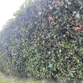 Bush Trimming by Little Flower Home Service reviewed on June 22, 2025