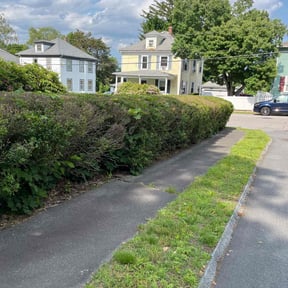Bush Trimming by J&J Landscaping Detroit reviewed on April 27, 2022