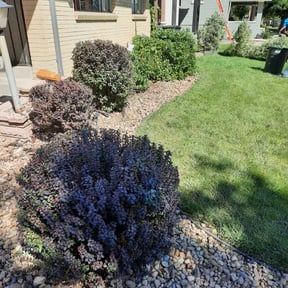 Bush Trimming by TruGreen LawnCare reviewed on April 29, 2025