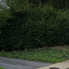 Bush Trimming by Exceptional Quality Lawn Care, LLC reviewed on May 11, 2022