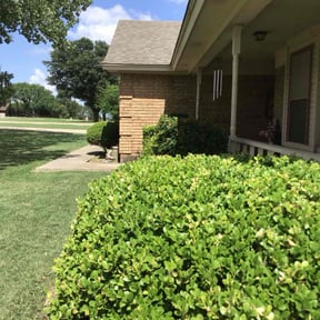 Bush Trimming by Chacon Lawn Care reviewed on June 7, 2022