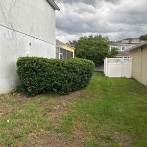 Bush Trimming by Tripps lawn reviewed on May 30, 2022