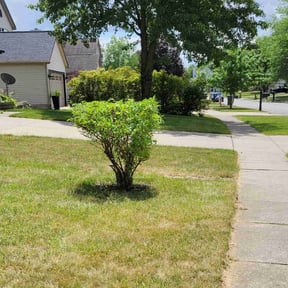 Bush Trimming by K’S Up landscaping reviewed on July 22, 2022
