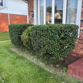 Bush Trimming by EV Great Valley Landscaping,LLC. reviewed on August 22, 2020