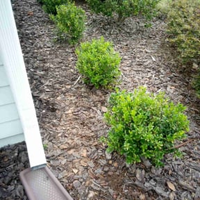 Flower Bed Weeding by A and J Landscaping reviewed on February 23, 2022