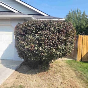 Bush Trimming by Joe's Lawn service reviewed on October 30, 2021