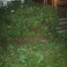 Bush Trimming by Chai reviewed on May 17, 2022