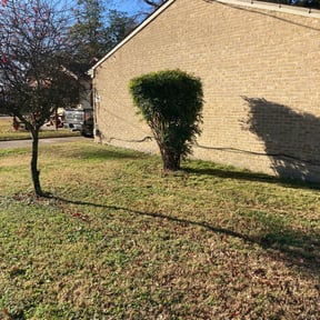 Bush Trimming by Type A Lawn Guy reviewed on July 16, 2025