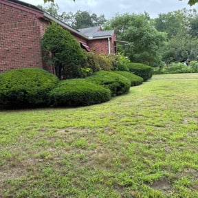 Bush Trimming by JCM LAWN CARE LLC reviewed on June 13, 2022