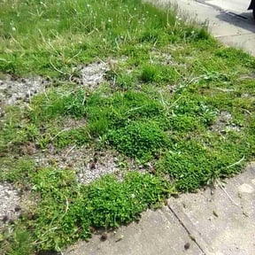 Cleanups by To unique landscaping reviewed on October 21, 2022