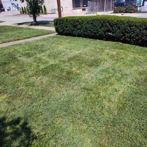 Bush Trimming by LSLTDallas/FortWorthTruGreen reviewed on May 15, 2024
