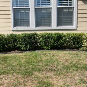 Bush Trimming by Mayo's Lawn Care &amp; Landscaping Service reviewed on July 28, 2025