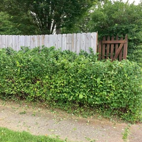 Bush Trimming by Lawn and Labor Services reviewed on July 18, 2022