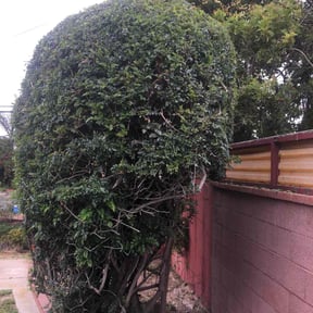 Bush Trimming by Forever Green FG LLC reviewed on August 13, 2024