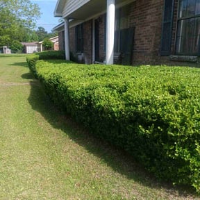 Bush Trimming by Gaston S Lawn Care reviewed on June 5, 2025