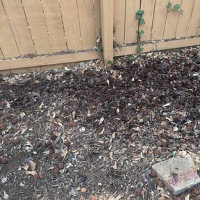 Leaf Removal by LaBriere Competition Services reviewed on June 17, 2021