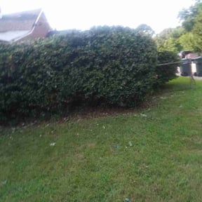 Bush Trimming by Gator Cutz Lawn Care, LLC reviewed on October 18, 2022