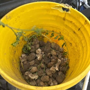 Cleanups by One Kool Kat Lawn Care reviewed on July 12, 2025