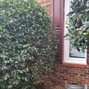 Bush Trimming by Paul's lawn mowing and more reviewed on November 9, 2022