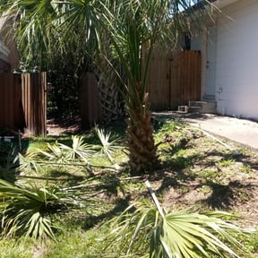 Bush Trimming by Chuyin's Lawn Care LLC reviewed on December 22, 2021