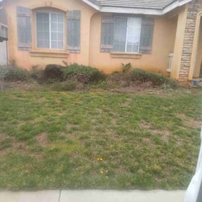 Bush Trimming by Cari lawn care reviewed on May 28, 2022